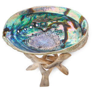 Abalone Shell 6-Inch & Wooden Stand Set